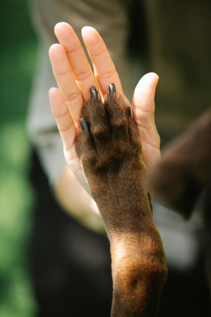 High angle of crop unrecognizable female owner giving high five to brown Labrador Retriever