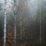 Misty autumn scene in a birch forest, Lahti, Finland.