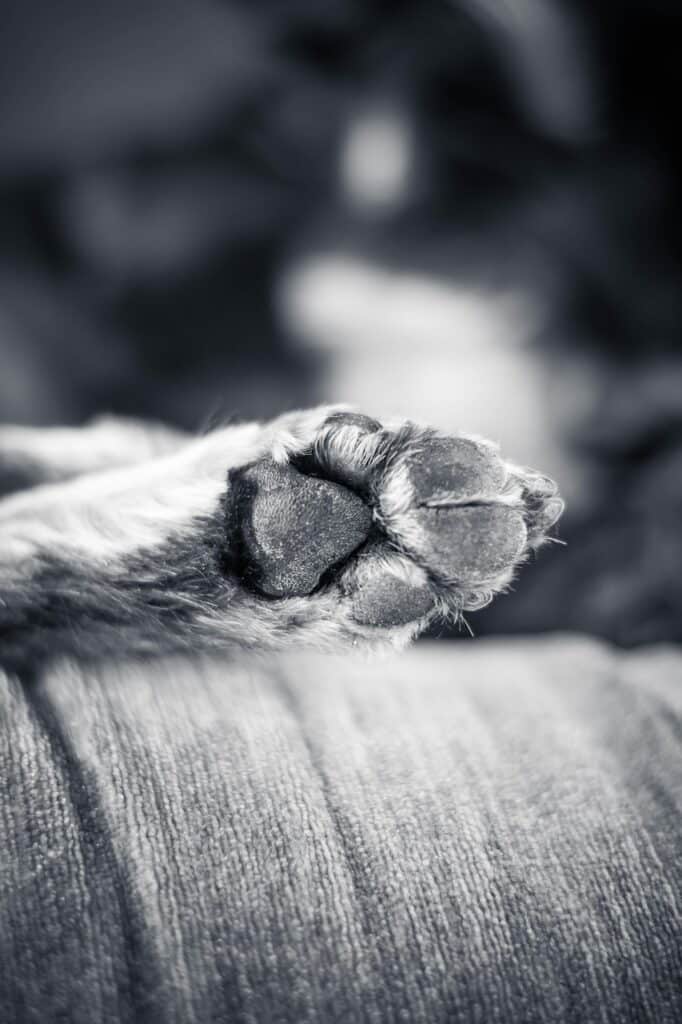 dog, paw, nature, dogs paw, monochrome, dog print, animal, dog pads, black and white, pet, closeup