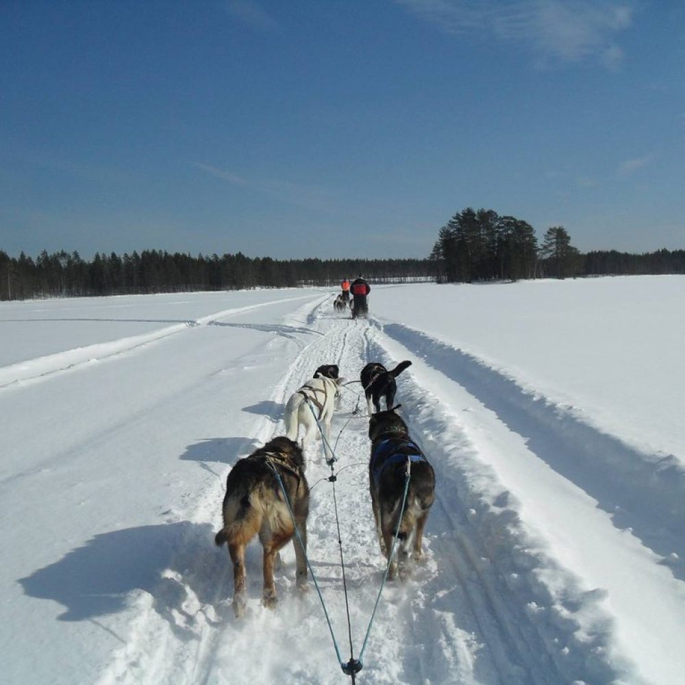 Hundeschlittenfahrt