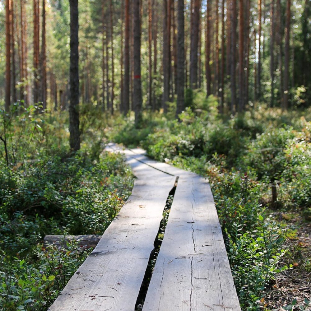 duckboard, summer, hiking, forest, nature, tree, outdoor, pine, step, finnish, lapland, autumn, camping, wood, walk, walking, finland, finnish, finnish, finland, finland, finland, finland, finland