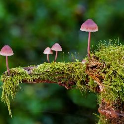 mushrooms, moss, wild mushrooms, spores, sponge, fungi, fruiting body, mushroom disks, fungal species, mushroom species, mycology, forest mushrooms, small mushrooms, nature, close up, mushrooms, mushrooms, mushrooms, mushrooms, mushrooms, moss, moss