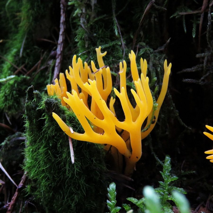 fungi, forrest, decorative, nature, forrest, forrest, forrest, forrest, forrest