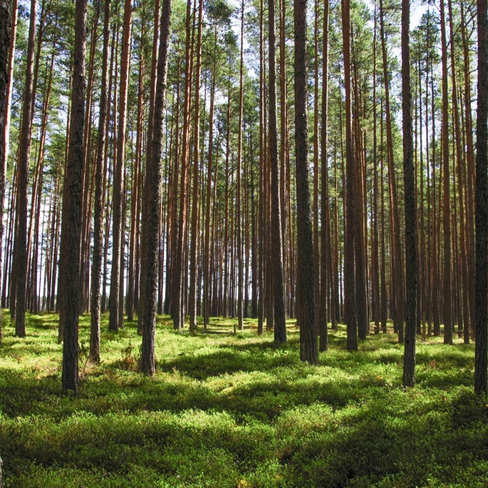 Explore a tranquil pine forest with tall trees and vibrant green undergrowth bathed in daylight.