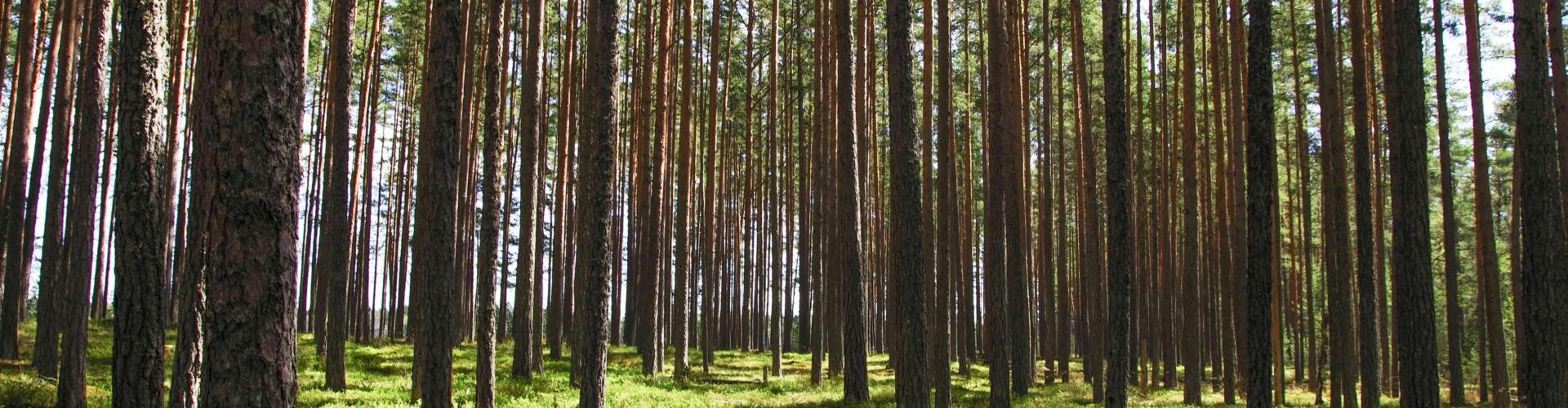 Explore a tranquil pine forest with tall trees and vibrant green undergrowth bathed in daylight.