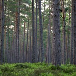 Explore a tranquil evergreen forest with towering trees and lush undergrowth.