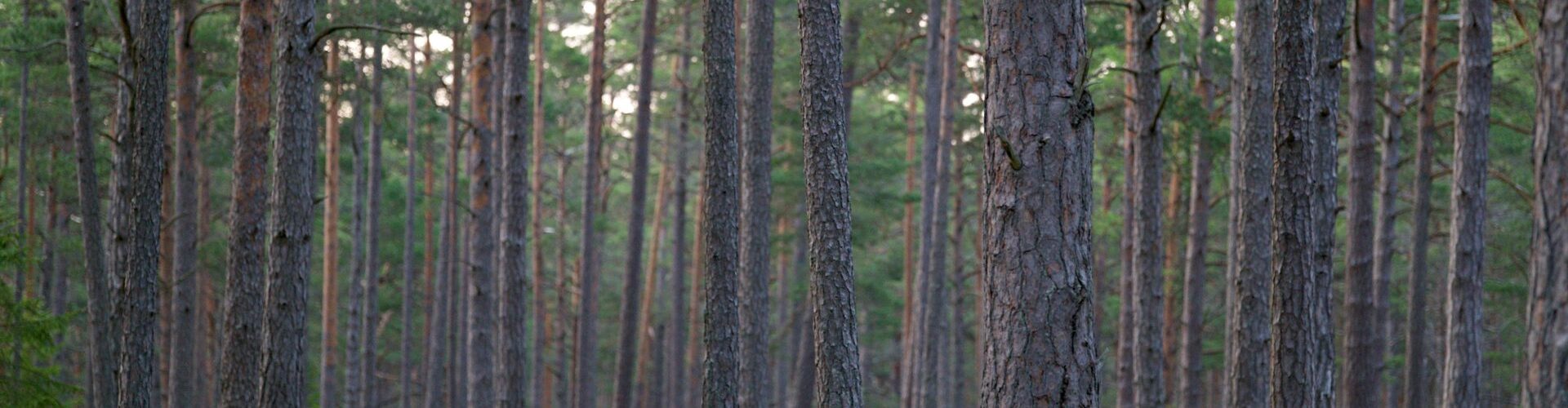 Explore a tranquil evergreen forest with towering trees and lush undergrowth.