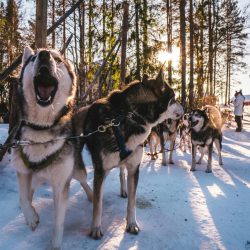 Siberian huskies in a snowy forest in Finland, showcasing winter adventure.