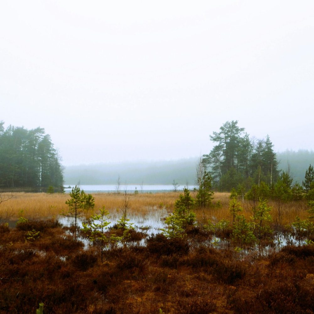 Beautiful misty landscape in Teijo, Finland featuring a marsh, trees, and a serene atmosphere.