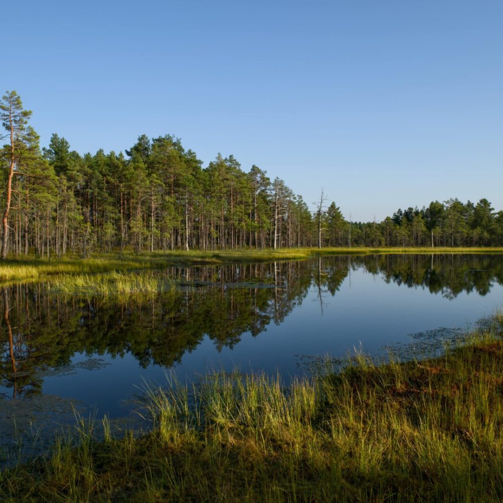 Free stock photo of biodiversity, bog, calm