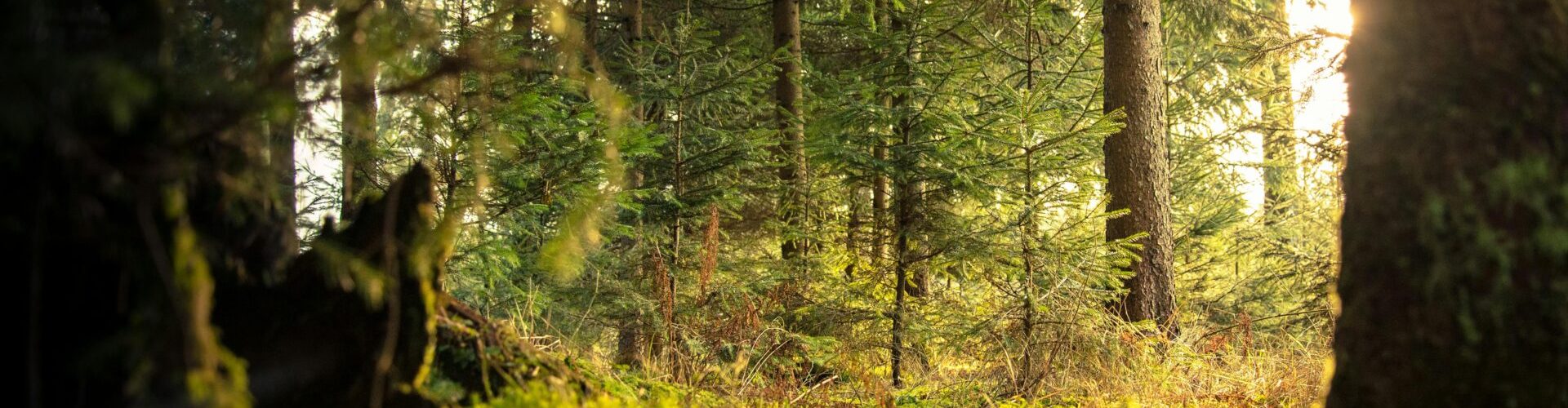 Explore the peaceful coniferous forest of Zagorje ob Savi with sunlight filtering through the trees.