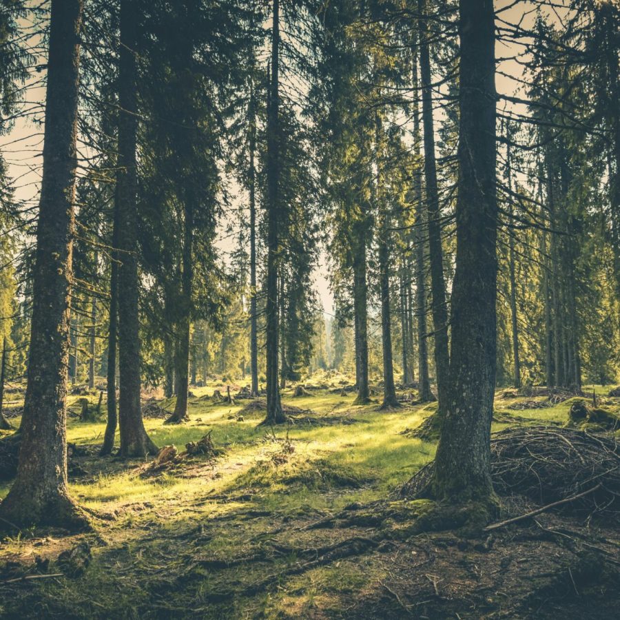 Tranquil forest with lush greenery and towering trees in Budureasa, Romania.