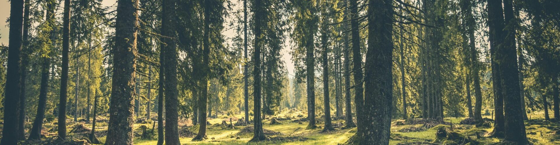 Tranquil forest with lush greenery and towering trees in Budureasa, Romania.
