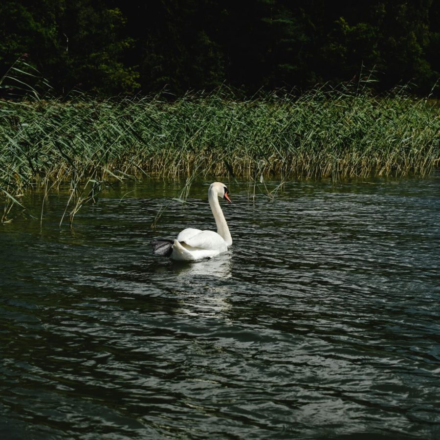 A graceful mute swan glides across a tranquil lake in Finland, surrounded by lush greenery.
