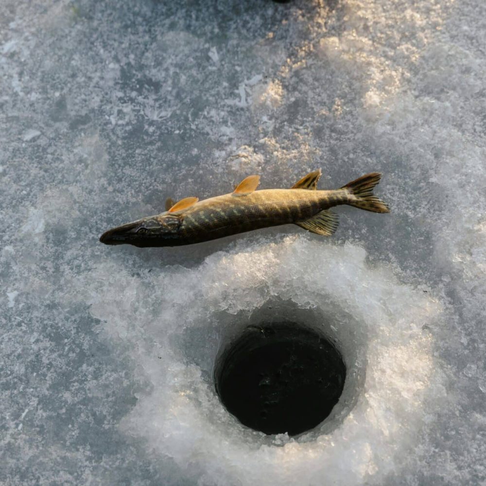 Caught pike lying beside an ice fishing hole on a snowy, frozen lake.