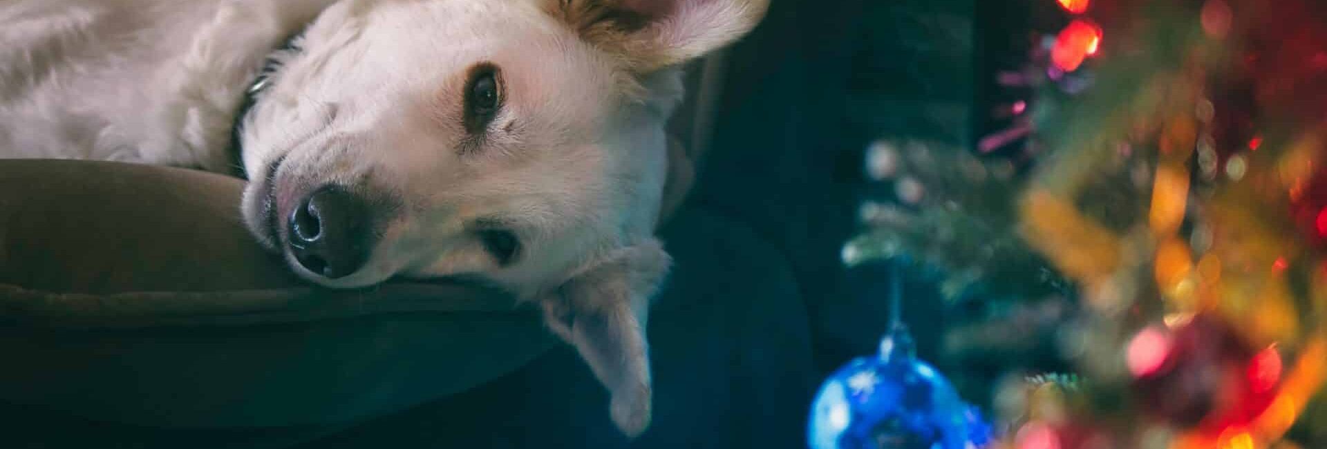 A serene portrait of a dog lounging by colorful Christmas decorations.