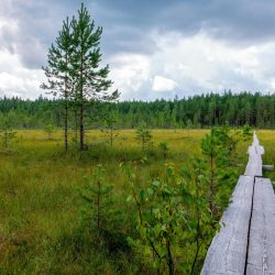 Explore the tranquil Finnish countryside with lush green fields and a scenic wooden pathway.